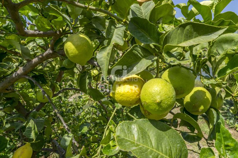 Foto 4e4f80aa-722f-4b81-9982-d68cb7d6fb6e. Chalet avec chauffage piscine dans La Alquería Benahavís