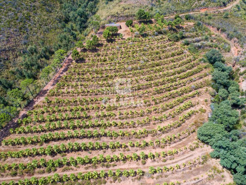 Foto 4077c3aa-3996-467a-909b-2720283e68f7. Finca rústica a altos de Estepona Estepona