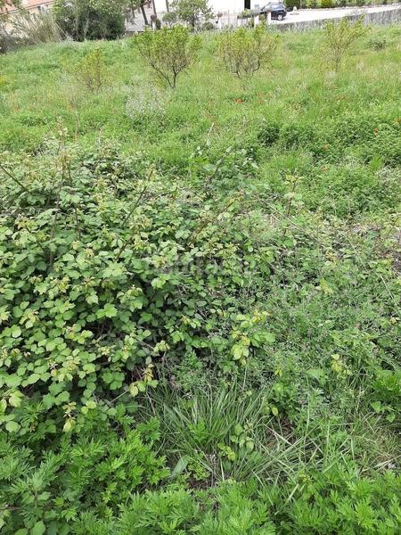 Foto 43f51245-e399-4588-82f4-38b125cbc329. Residential plot in Campins