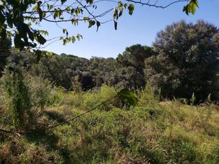 Terreny residencial a Sant Pere de Vilamajor
