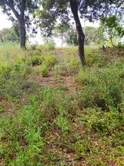 Terreno residencial en Gualba