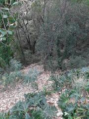 Terrain résidentiel à Riells i Viabrea