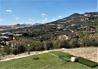 Masia en Villanueva De La Concepcin. Gran finca rustica en la higuera  antequera