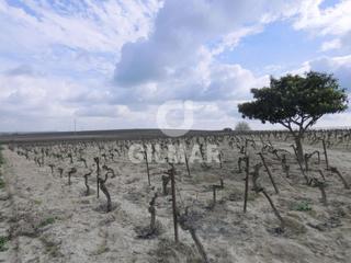 Finca rústica a Ctra Jerez-Ctra del Puerto. Gilmar 956928989. finca de vid en sanlúcar de barrameda.