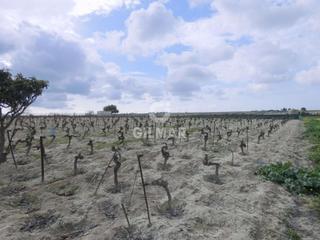 Finca rústica a Ctra Jerez-Ctra del Puerto. Esta finca está situada en el término municipal de sanlúcar de b