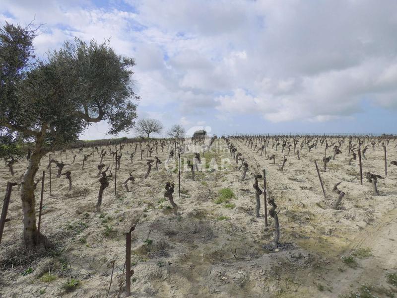 Foto 16163560-b2ae-4c68-8b18-87e910ded88a. Fondo rustico in Ctra Jerez-Ctra del Puerto Sanlúcar de Barrameda