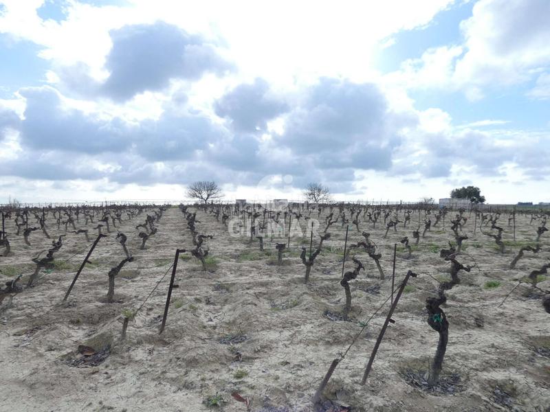 Foto 5b8993c6-eb69-4b3f-be16-cc5414ca984c. Fondo rustico in Ctra Jerez-Ctra del Puerto Sanlúcar de Barrameda