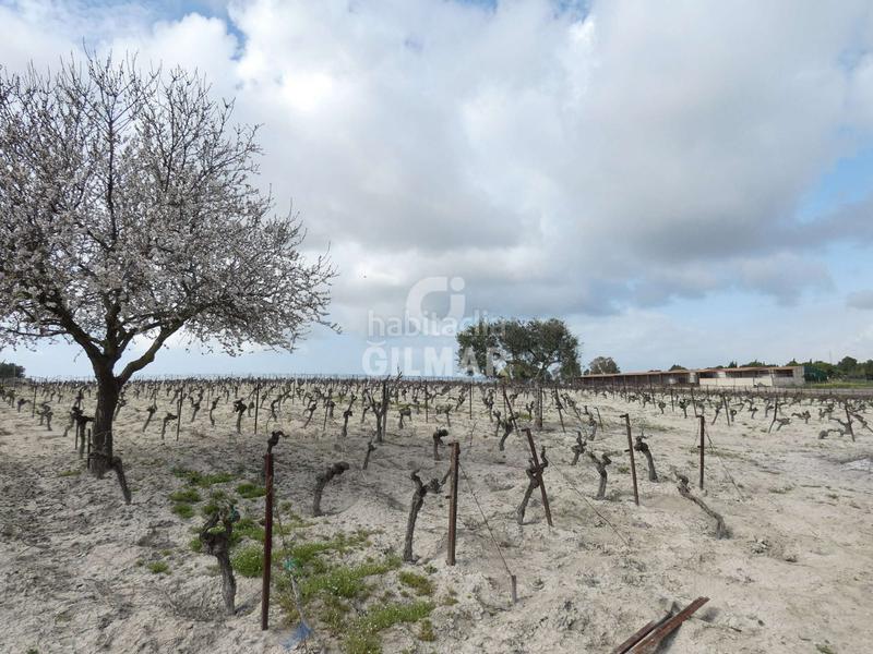 Foto 67b8c12a-5a82-4e77-a8e3-8f4ce466ba8f. Fondo rustico in Ctra Jerez-Ctra del Puerto Sanlúcar de Barrameda