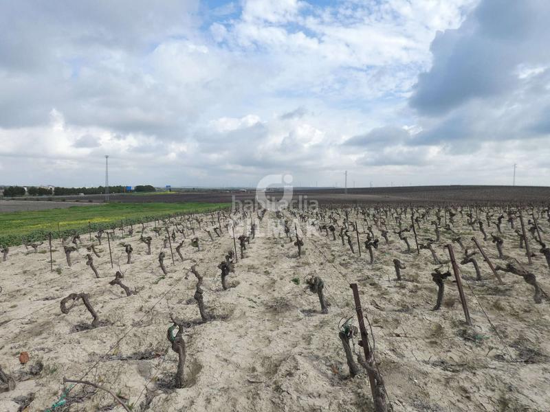 Foto 833cc906-2610-4b86-bdac-17ee8992e66c. Fondo rustico in Ctra Jerez-Ctra del Puerto Sanlúcar de Barrameda