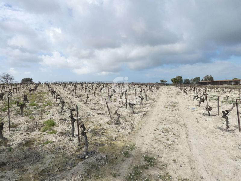 Foto 99f079a1-7dac-49f2-8b90-6abb6e247724. Fondo rustico in Ctra Jerez-Ctra del Puerto Sanlúcar de Barrameda