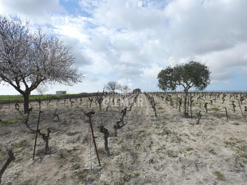 Foto a129e029-f980-4c09-9c6a-b13d324338c1. Fondo rustico in Ctra Jerez-Ctra del Puerto Sanlúcar de Barrameda