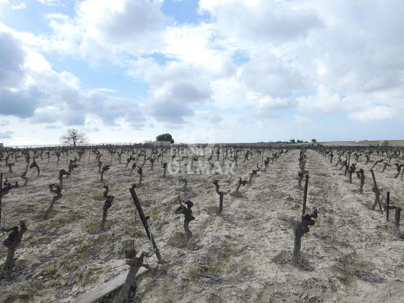 Foto c07d6991-bb7d-4516-9bc5-7f1b02b0402a. Fondo rustico in Ctra Jerez-Ctra del Puerto Sanlúcar de Barrameda