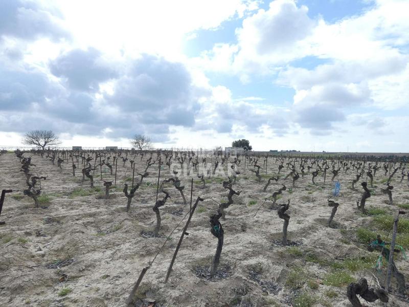 Foto c244042d-9520-43f5-9eb4-edbc1ed6b3f3. Fondo rustico in Ctra Jerez-Ctra del Puerto Sanlúcar de Barrameda