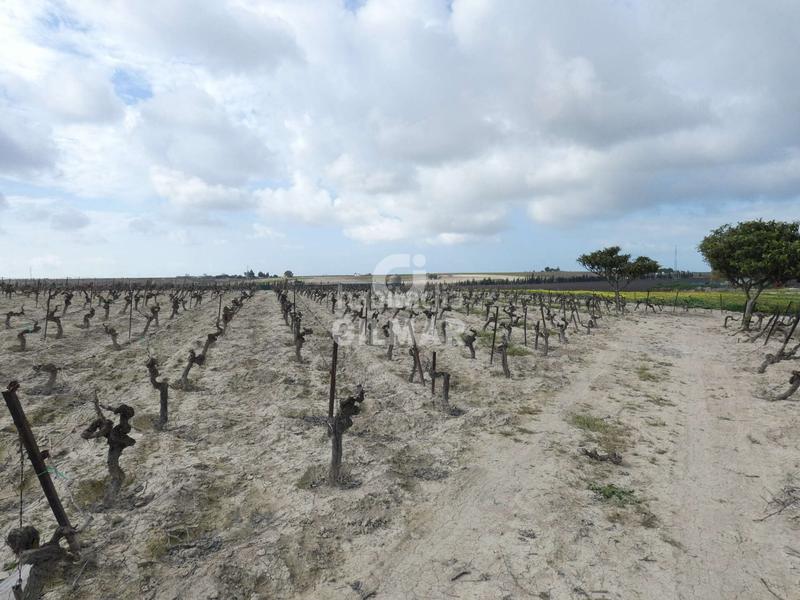 Foto e4fca114-b8ca-4008-b91c-1111a3d05ebd. Fondo rustico in Ctra Jerez-Ctra del Puerto Sanlúcar de Barrameda