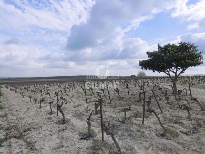 Foto ebb23106-8ba4-48dd-9e16-d806aa8c25c5. Fondo rustico in Ctra Jerez-Ctra del Puerto Sanlúcar de Barrameda
