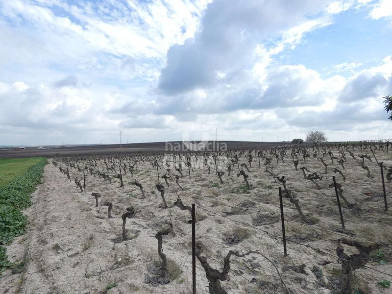 Foto fa0be42d-1492-4c40-80c4-7f3d0c9a259f. Fondo rustico in Ctra Jerez-Ctra del Puerto Sanlúcar de Barrameda