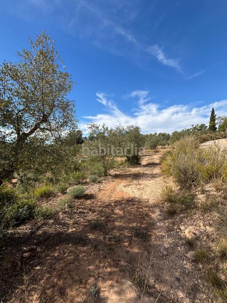 Foto f118014c-262f-43fe-bc90-e181d57f6266. Finca rústica se venden conjuntamente dos fincas agrícolas situadas en bobera y granadella en Bovera