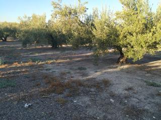 Finca rústica  Poligono sup