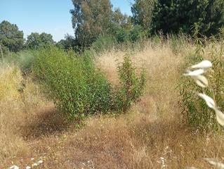 Residential Plot in Villanueva de la Vera