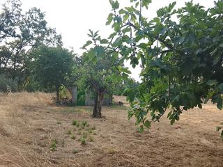 Finca rústica en Villanueva de la Vera