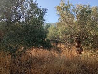Rural plot in Madrigal de la Vera