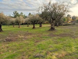 Finca rústica a Villanueva de la Vera