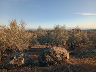 Rural plot in Villanueva de la Vera