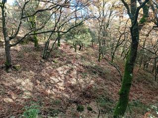 Rural plot in Villanueva de la Vera