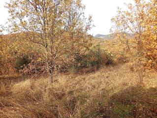 Rural plot in Viandar de la Vera
