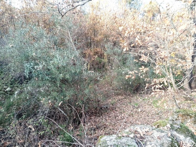 Foto 34c3755c-4b1d-4c0d-ab8a-2e9222b9c0ad. Finca rústica a Viandar de la Vera