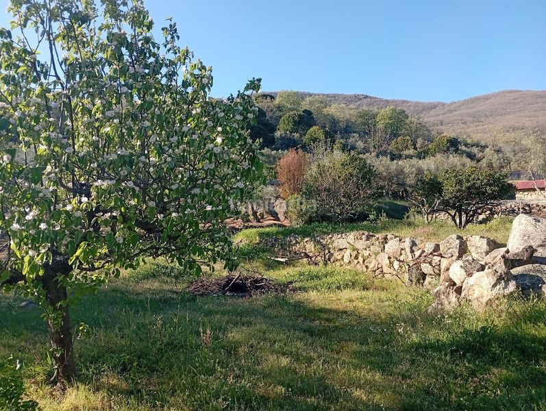 Foto ca5770c5-e97e-4325-a2b0-cfc714546774. Rural plot in Valverde de la Vera