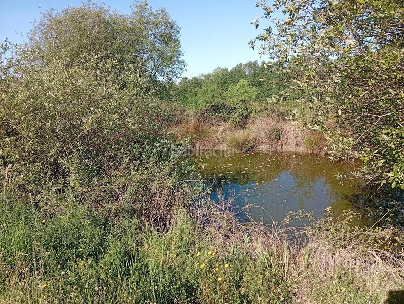 Foto 14c4d828-7680-4ae6-9e7c-ef777a84ec56. Finca rústica a Talaveruela de la Vera