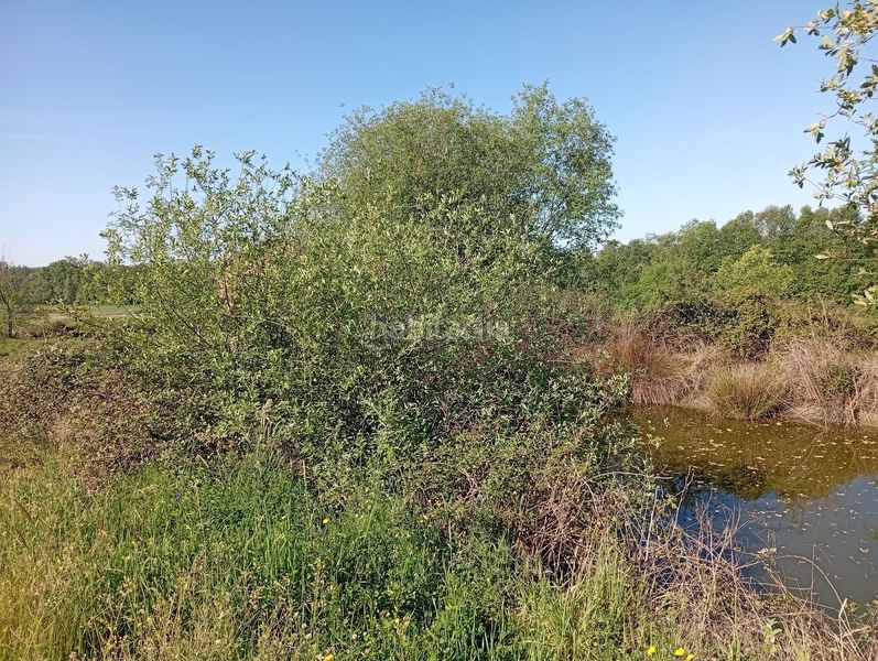 Foto 4b3d3053-c685-44a1-b9b5-b32fe8a137b6. Finca rústica a Talaveruela de la Vera