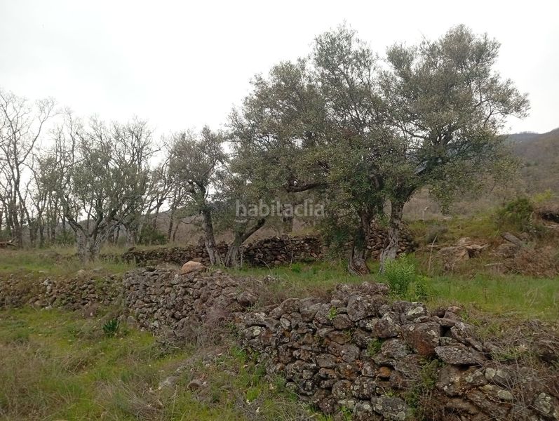Foto 1b36ab13-dacf-4ab6-a841-cef82a1b0453. Finca rústica a Valverde de la Vera