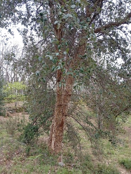 Foto d5a2d982-9e80-4c35-8bf5-1efad05ed074. Finca rústica a Valverde de la Vera