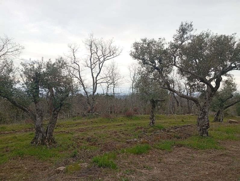 Foto f04f891f-cb47-4f9e-ac9f-7d7f69297052. Finca rústica a Valverde de la Vera