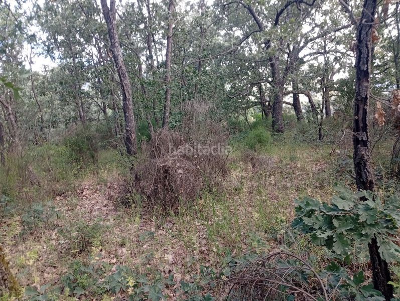 Foto 200fc1e4-e907-4c80-b887-91943786039c. Finca rústica a Losar de la Vera