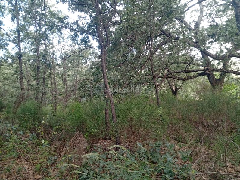 Foto 3ee75a7b-d7e4-4e88-8dbb-06fd938fe028. Finca rústica a Losar de la Vera