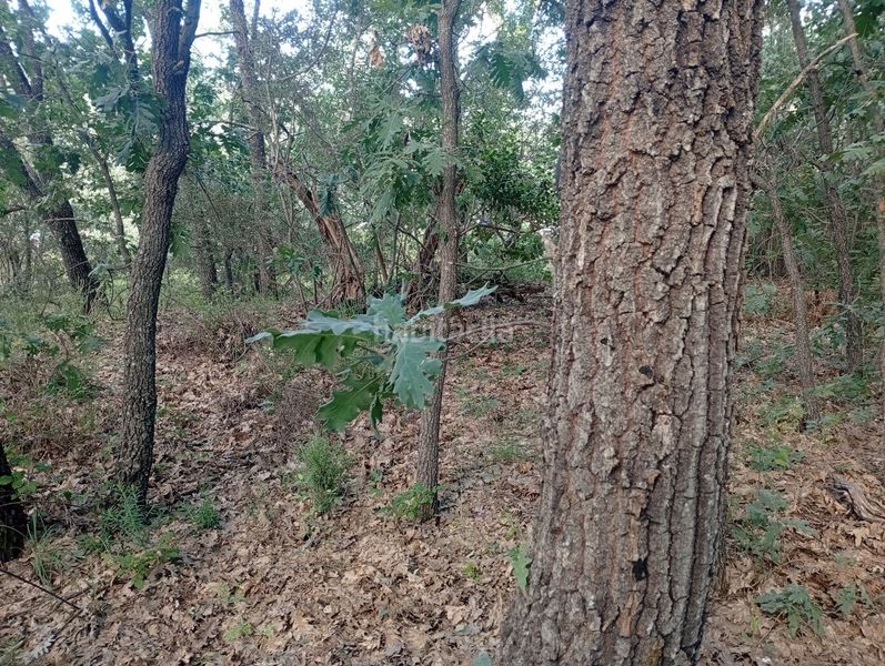 Foto 49b73679-2b33-4f7e-8e4d-390639d429ba. Finca rústica a Losar de la Vera