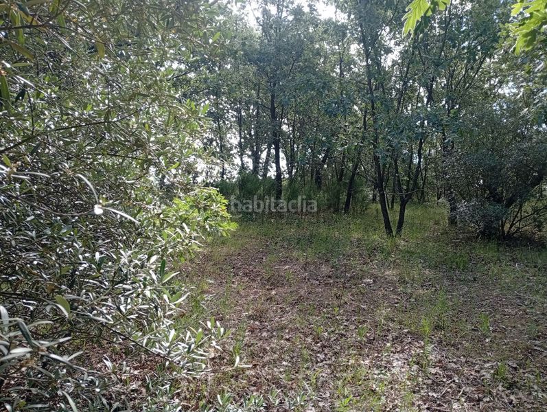 Foto 4ebaab69-b2cf-4afa-a607-6c1addd691ee. Finca rústica a Losar de la Vera