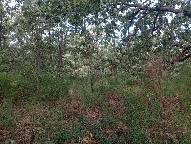 Foto a6315d94-5889-4c8a-aa23-4cd24f03d70d. Finca rústica a Losar de la Vera