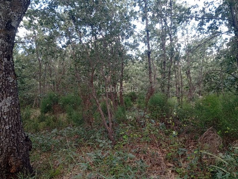 Foto baeab6c6-da55-4f00-8cc7-1f0bf0366e97. Finca rústica a Losar de la Vera