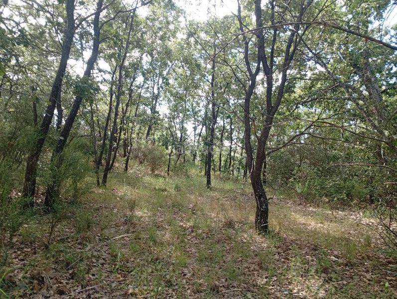 Foto be7ca0d7-439b-4b5c-b8e0-ab8efba89a45. Finca rústica a Losar de la Vera