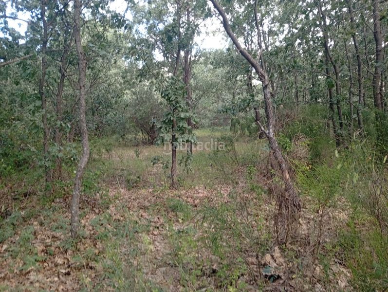 Foto c6e61a5d-52df-445e-b3fa-514feba3e169. Finca rústica a Losar de la Vera