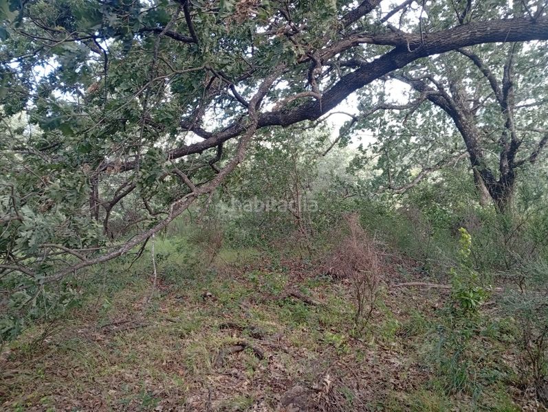 Foto d2cbece4-f09b-4b00-80dd-7076c060e45a. Finca rústica a Losar de la Vera