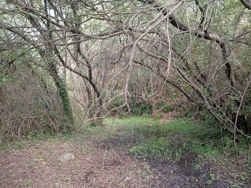 Foto e97b764b-31ca-4909-befc-1ca0172a5358. Finca rústica a Losar de la Vera