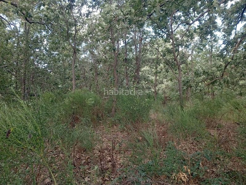 Foto f75b4de1-2bd6-47b9-b829-72ed2d937fcd. Finca rústica a Losar de la Vera