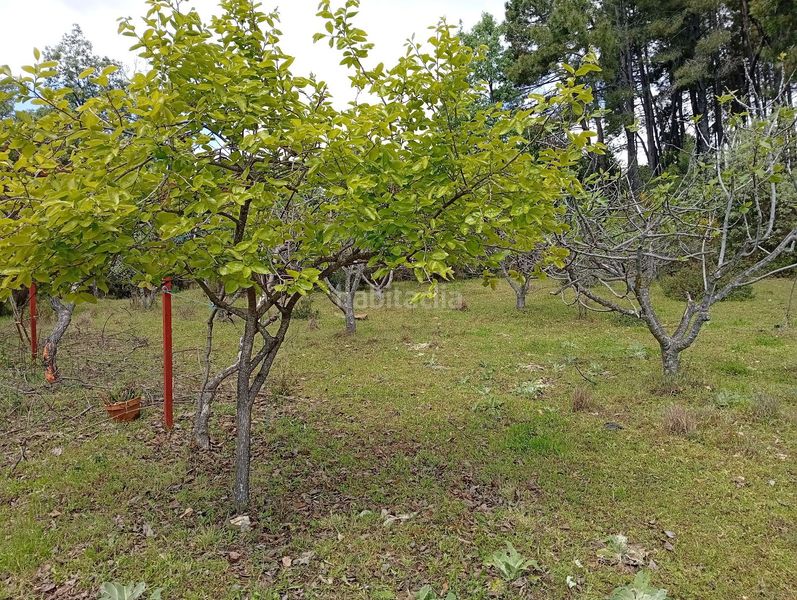 Foto 3cb840c1-a630-4269-b2a2-34581ab8b475. Finca rústica a Villanueva de la Vera