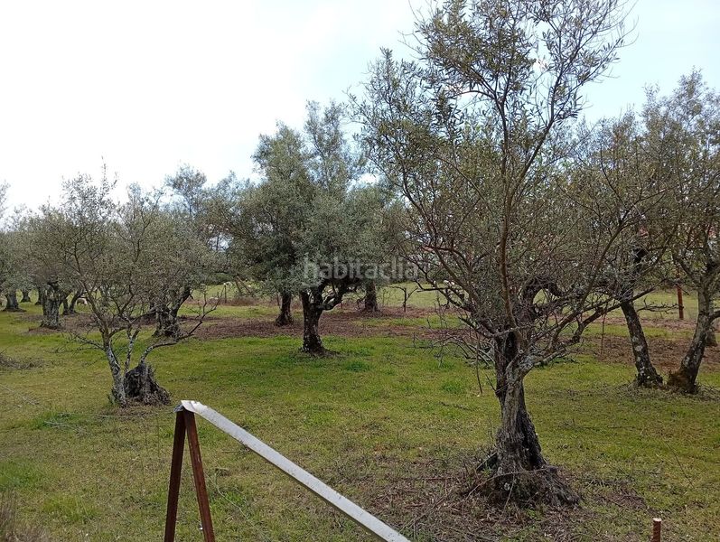 Foto 4dfbf659-05ea-4f6b-b56e-102c9d7d0287. Finca rústica a Villanueva de la Vera