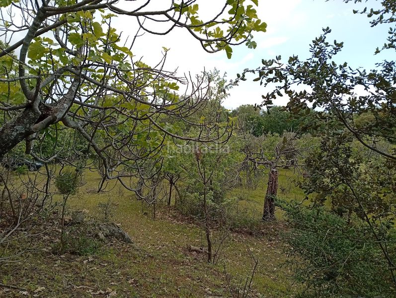 Foto 5356f1ad-56d5-4c73-aec1-8fe95cec9cc2. Finca rústica a Villanueva de la Vera